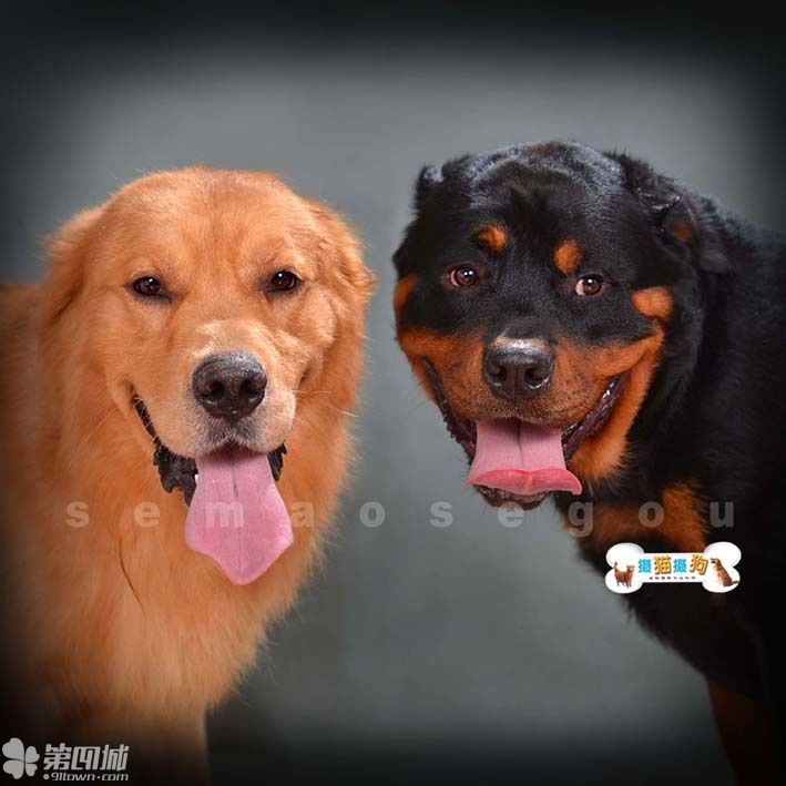 足球赌注软件APP