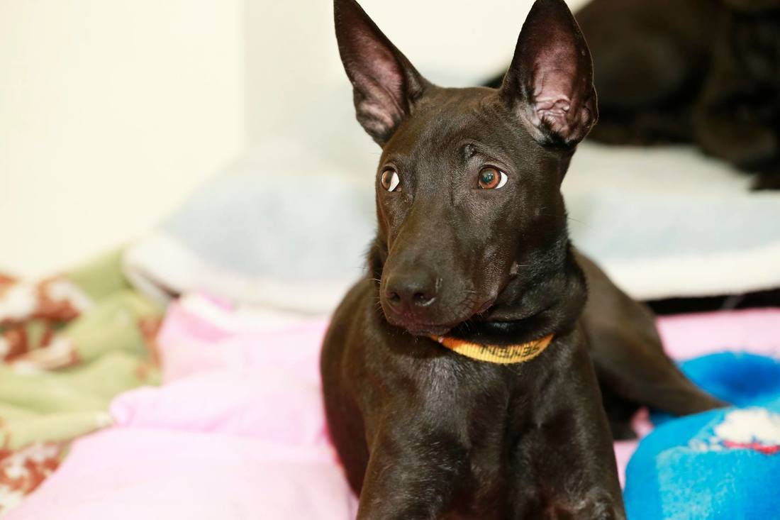 食物语手游佛跳墙详解‘十大足球赌注软件’(图1) 十大足球赌注软件排行榜