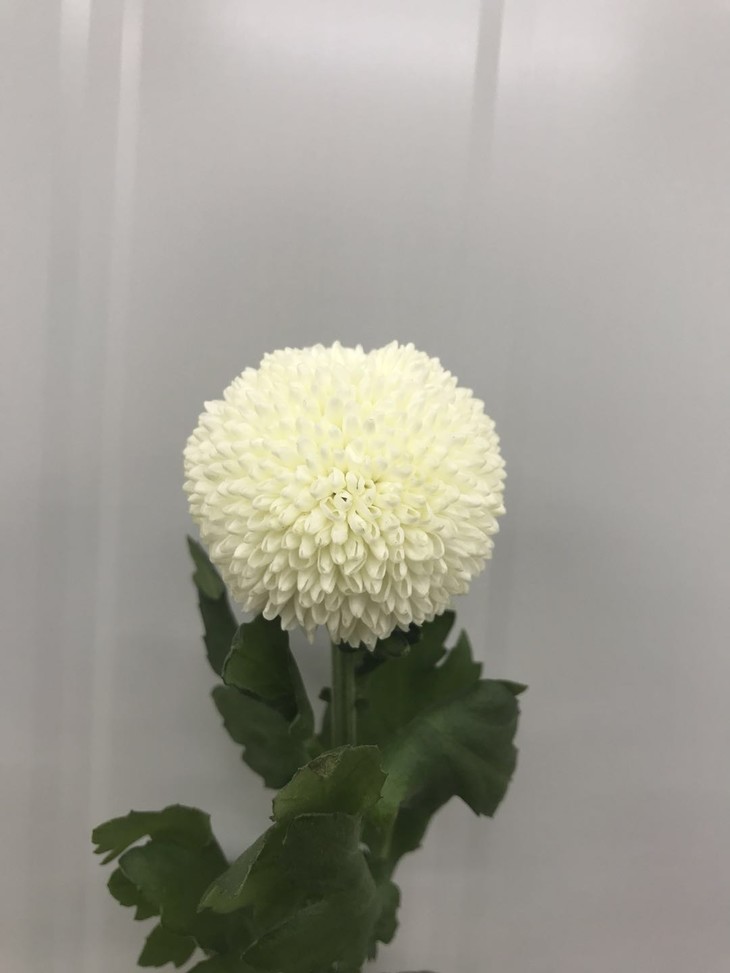 恒大正式更名“中国恒大集团”【十大足球赌注软件】(图1) 十大足球赌注软件