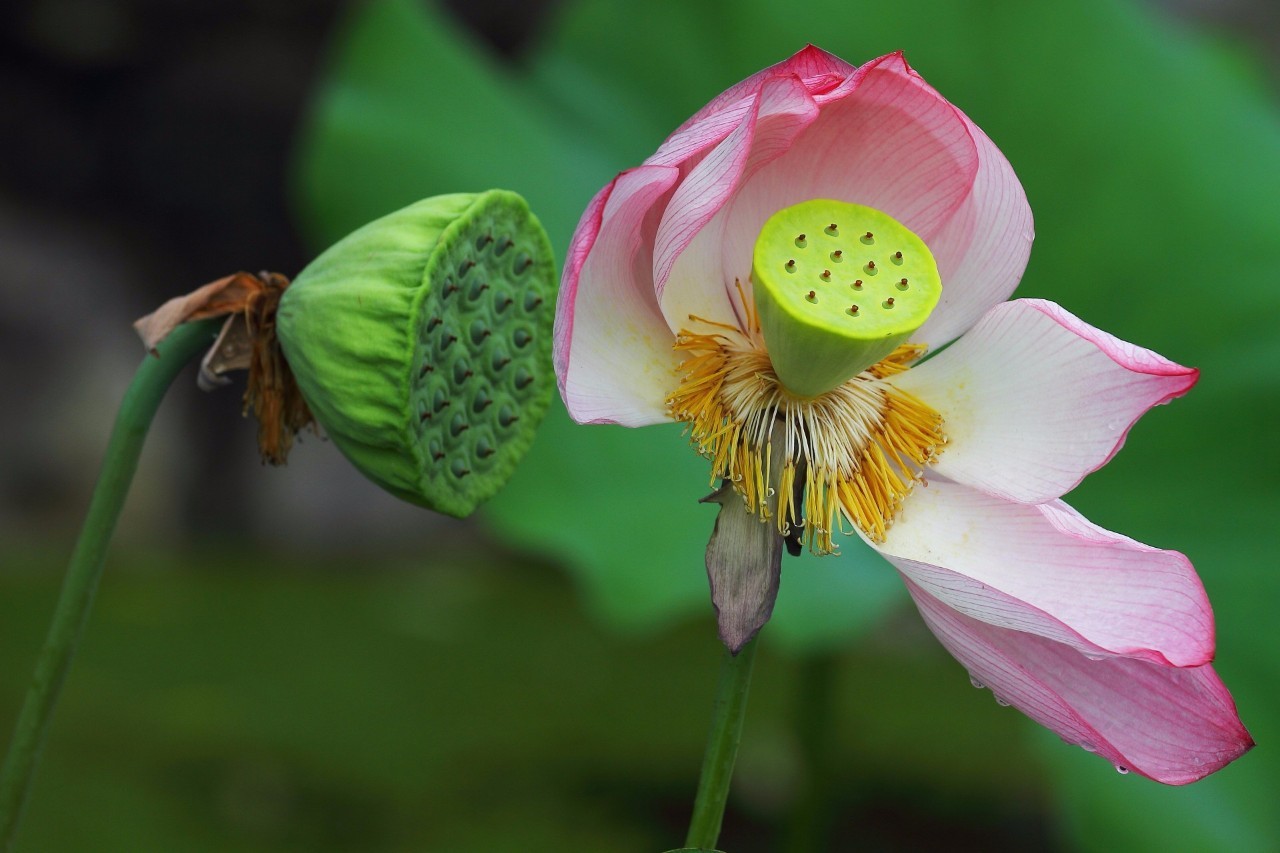 公积金二套房首付提至七成_足球赌注软件(图1) 足球赌注软件APP