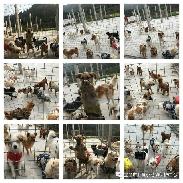 十大足球赌注软件排行榜