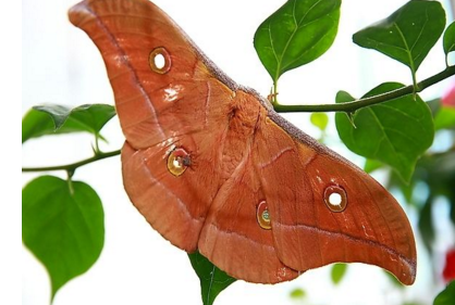 十大足球赌注软件排行榜