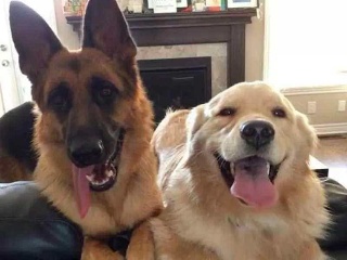 足球赌注软件APP