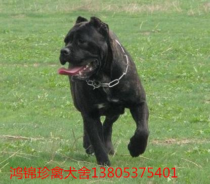 足球赌注软件APP