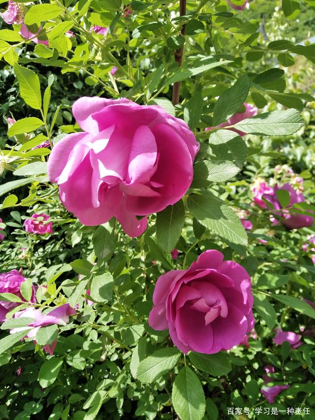 十大足球赌注软件排行榜