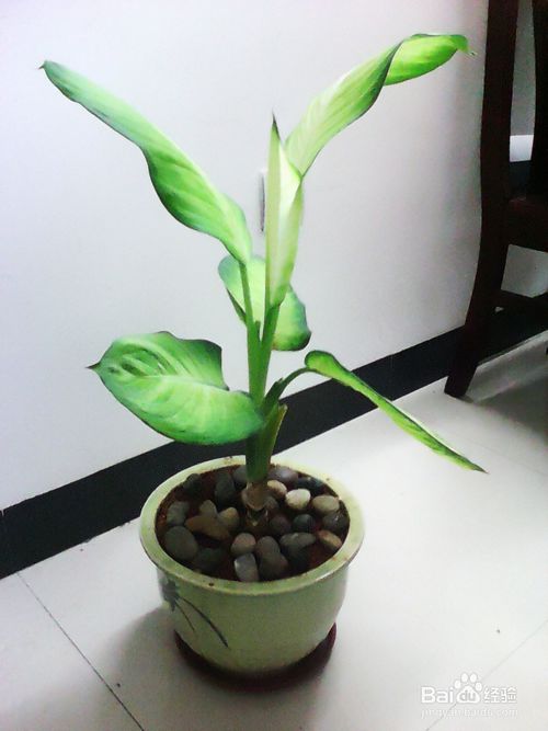 十大足球赌注软件