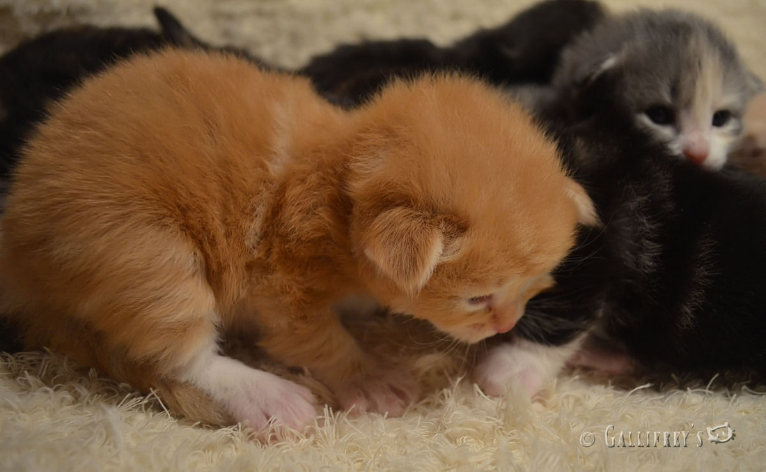 足球赌注软件APP